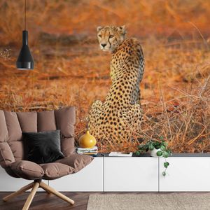 Fototapety Leopard Safari DD118918 A.S. Création Designwalls