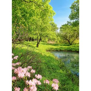 Fototapety Park in the Spring DD119099 A.S. Création Designwalls