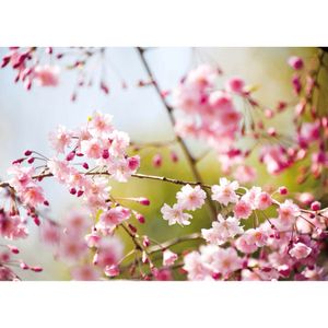 Druk na płótnie DD123038 CherryBlossoms A.S. Création