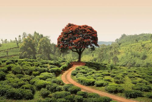 Fototapety Red Tree and Hills in Sri Lanka DD118901 A.S. Création Designwalls