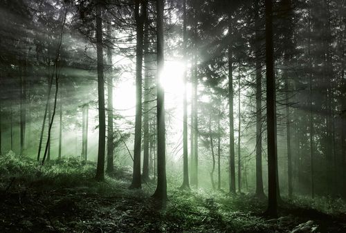Fototapety Sun Rays DD118971 A.S. Création Designwalls