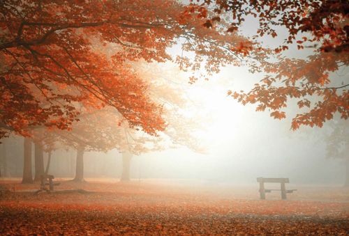 Fototapety Sleeping Forest DD119020 A.S. Création Designwalls