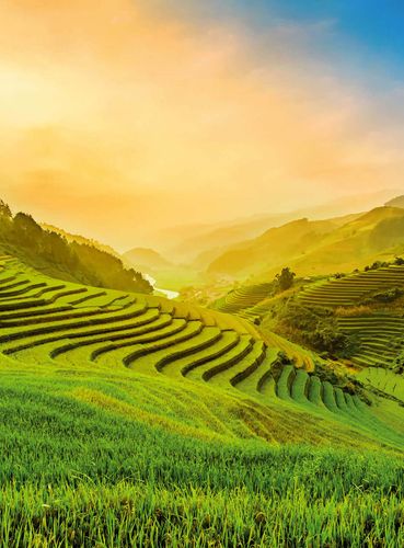 Fototapety Terraced Rice Field In Vietnam DD119059 A.S. Création Designwalls