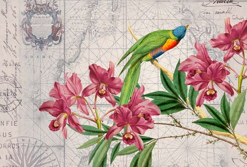 Fototapety BirdDiscovery1 DD119717 A.S. Création ARTist