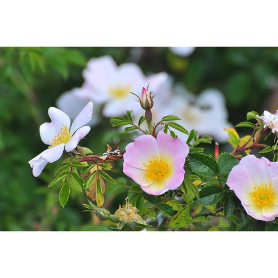 Fototapety blumen DD100775 A.S. Création XXL World Trip