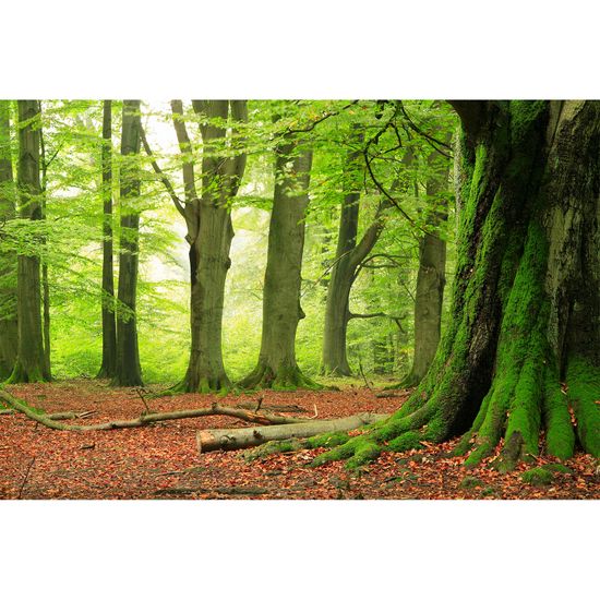 Fototapety Forest DD114976 A.S. Création XXL 5