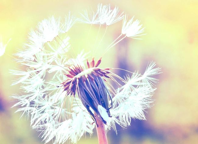 Fototapety Dandelion1 DD118594 A.S. Création Designwalls