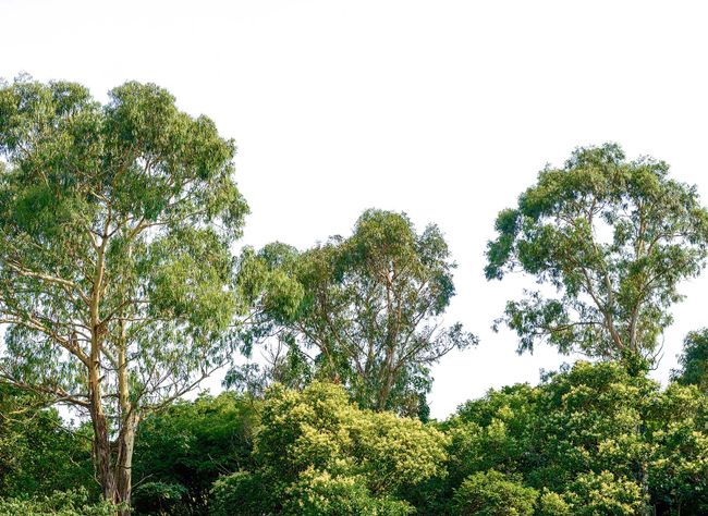Fototapety Treetop DD118797 A.S. Création Designwalls